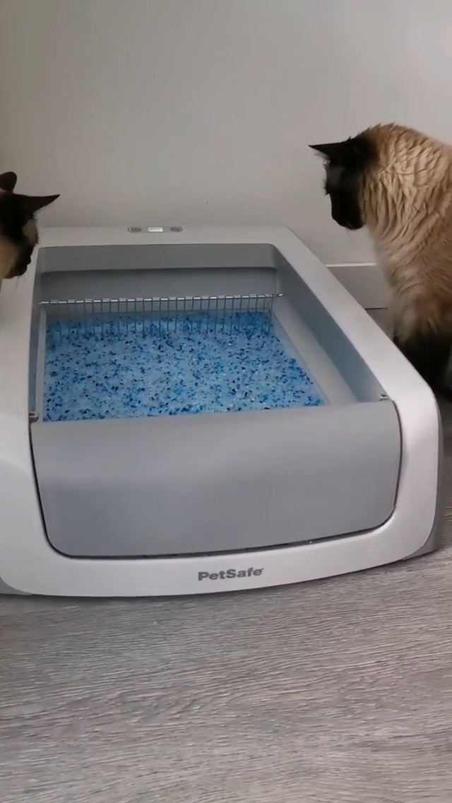 PetSafe ScoopFree Self-Cleaning Cat Litter Box (2nd Generation): image 8